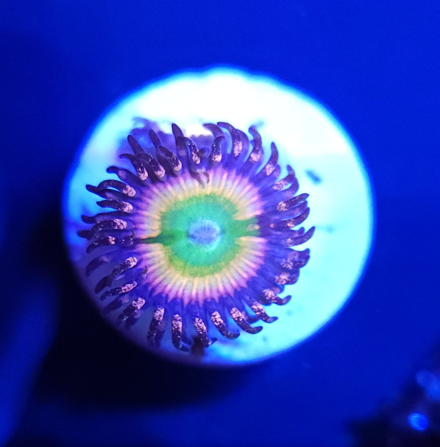 Rainbow Infusion Zoa