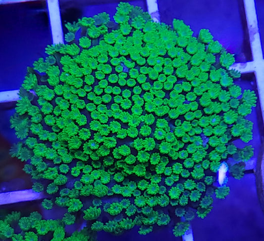 Green Fuzz Goni