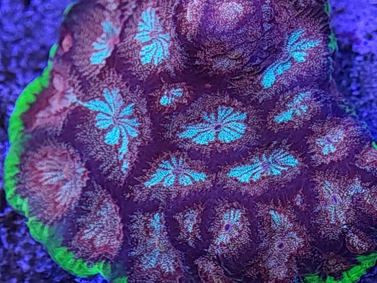 Bejeweled favia