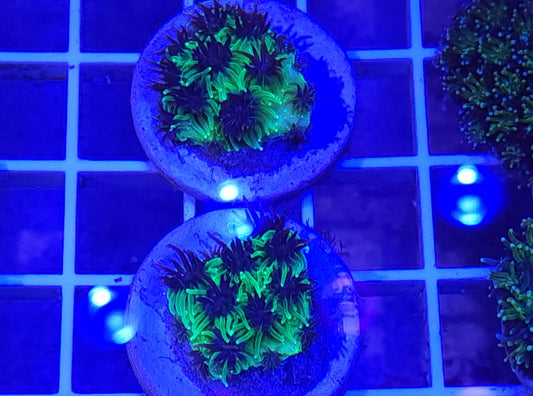 Sonic the hedgehog Galaxea