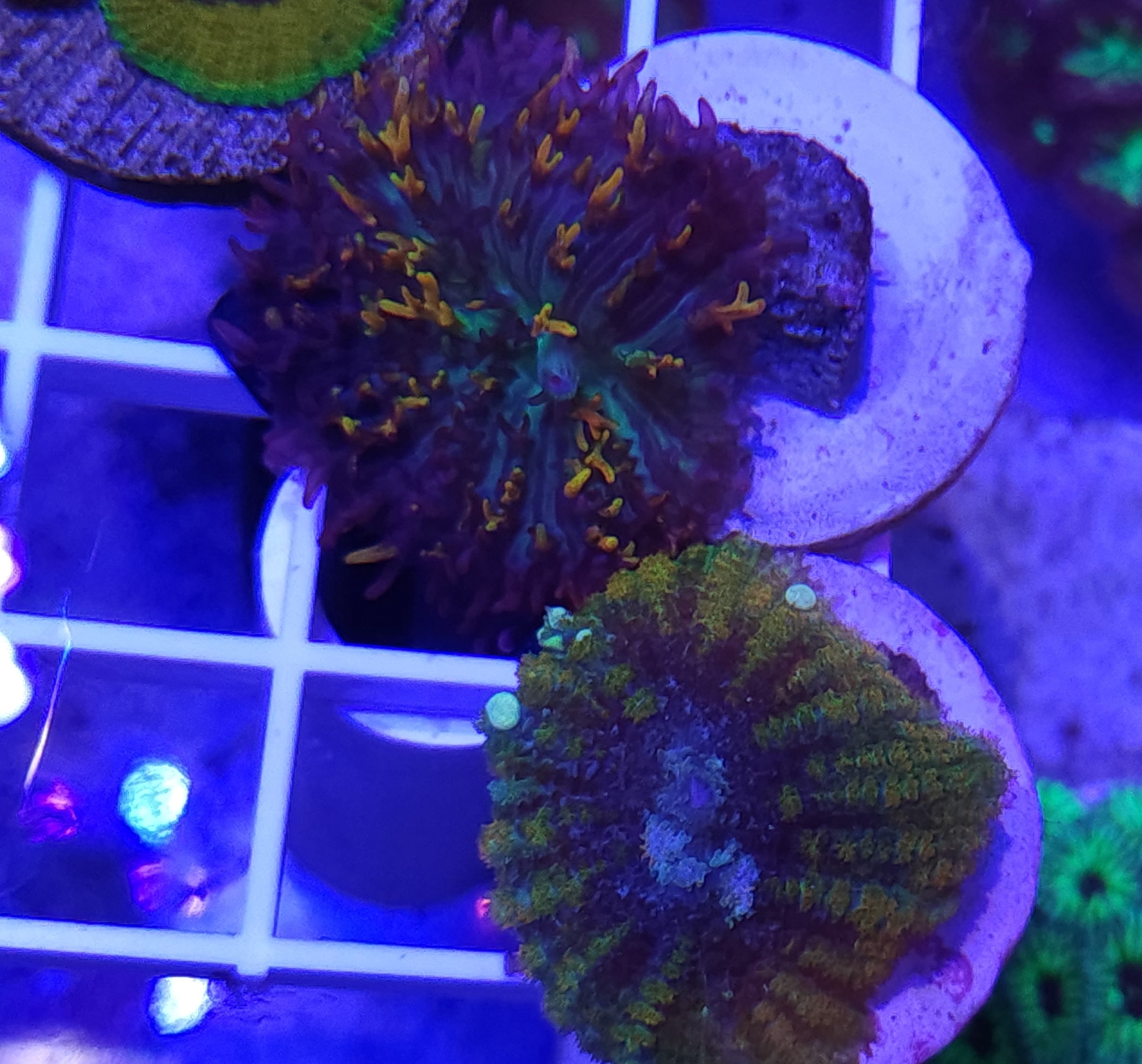 WYSIWYG Magic Carpet / Fire Shroom and Chaos Aquaculture Licksplitter