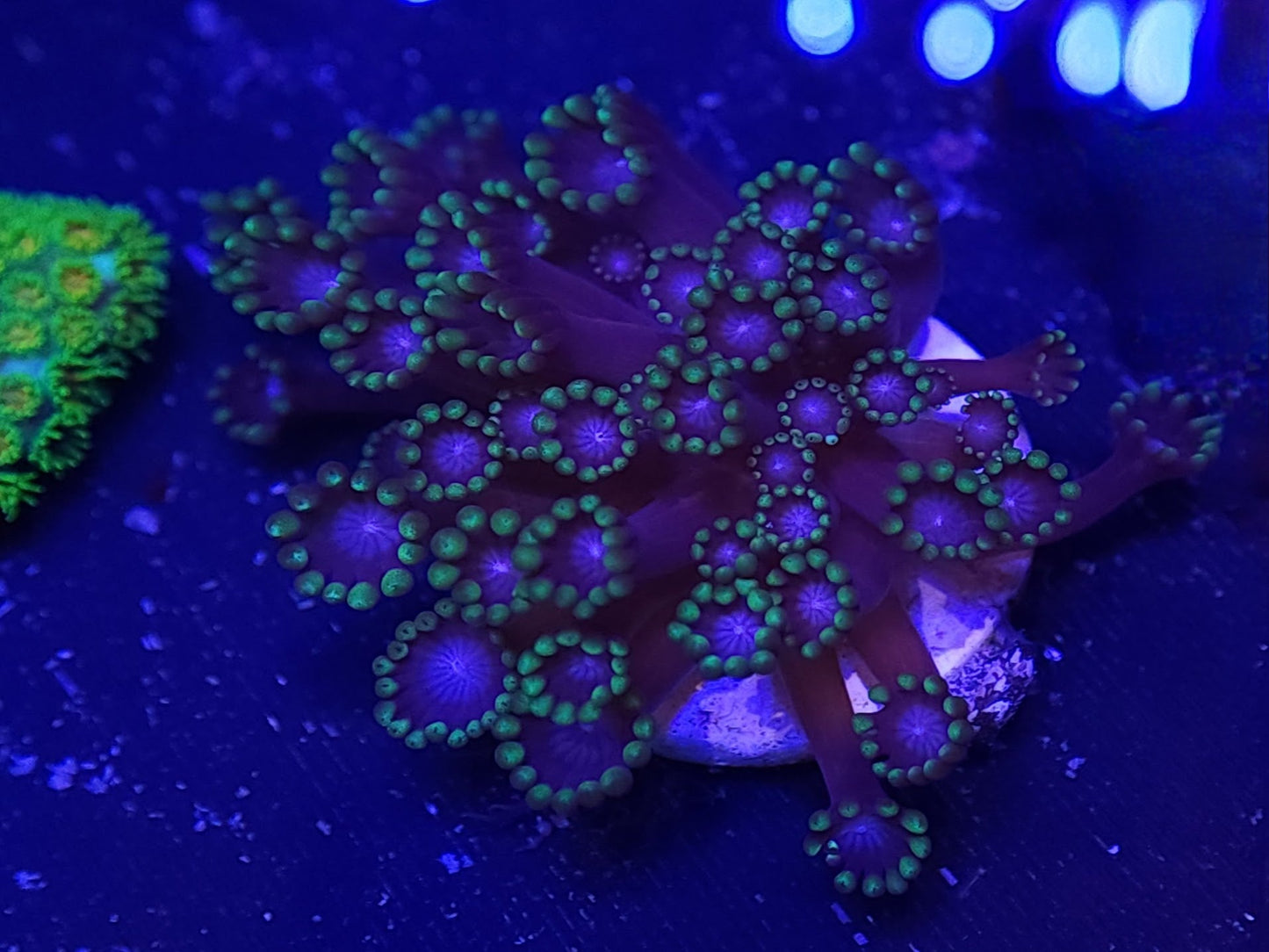 Dark Purple Alveopora with Green