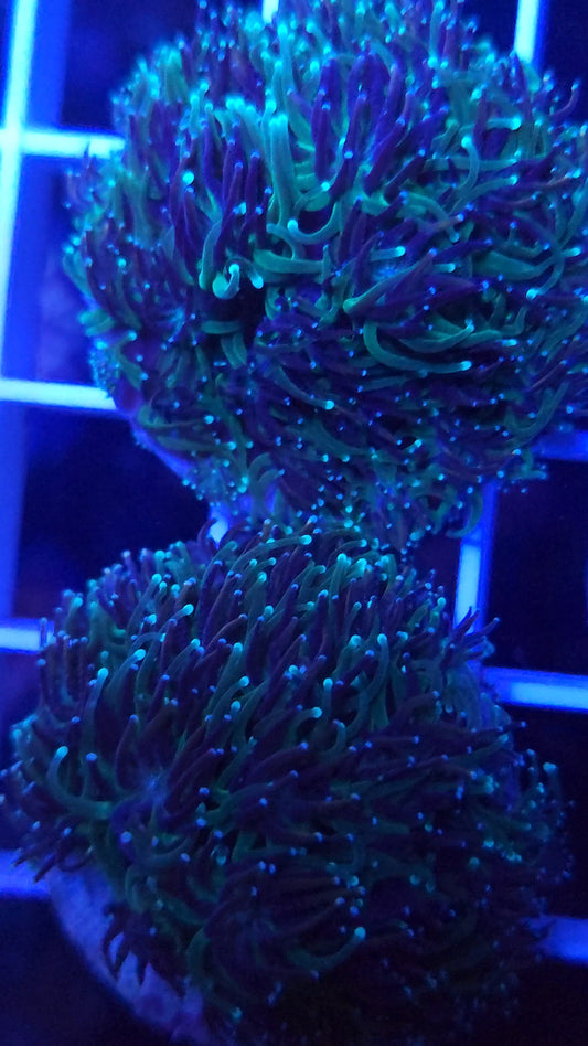 Long Tentacle Galaxea