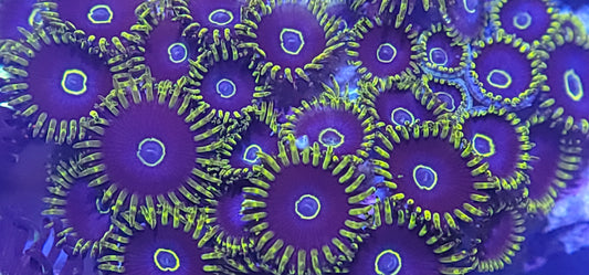 Blue Hornet Zoa