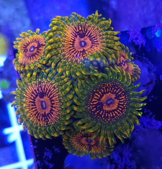 Grandmaster Krakatoa Zoa (GMK)