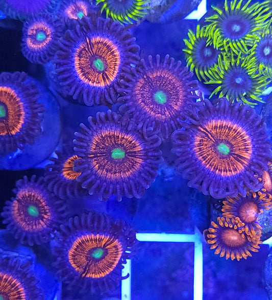 Cat Eye Zoa
