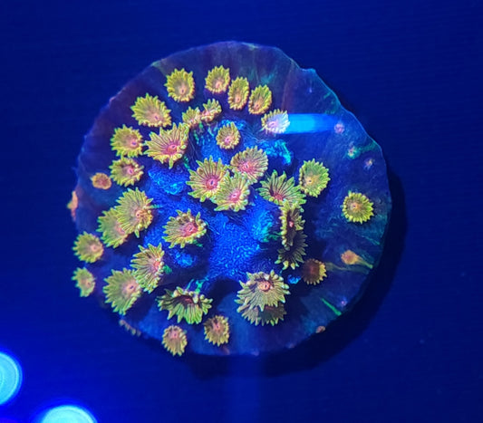 Bizarro Cyphastrea