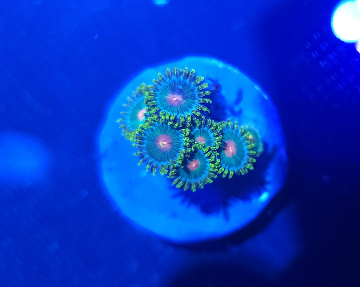 Green Bay Packer Zoas