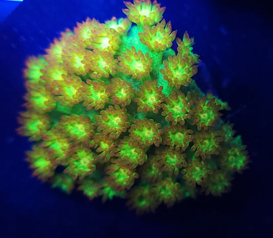 TCK Combustion Gonipora
