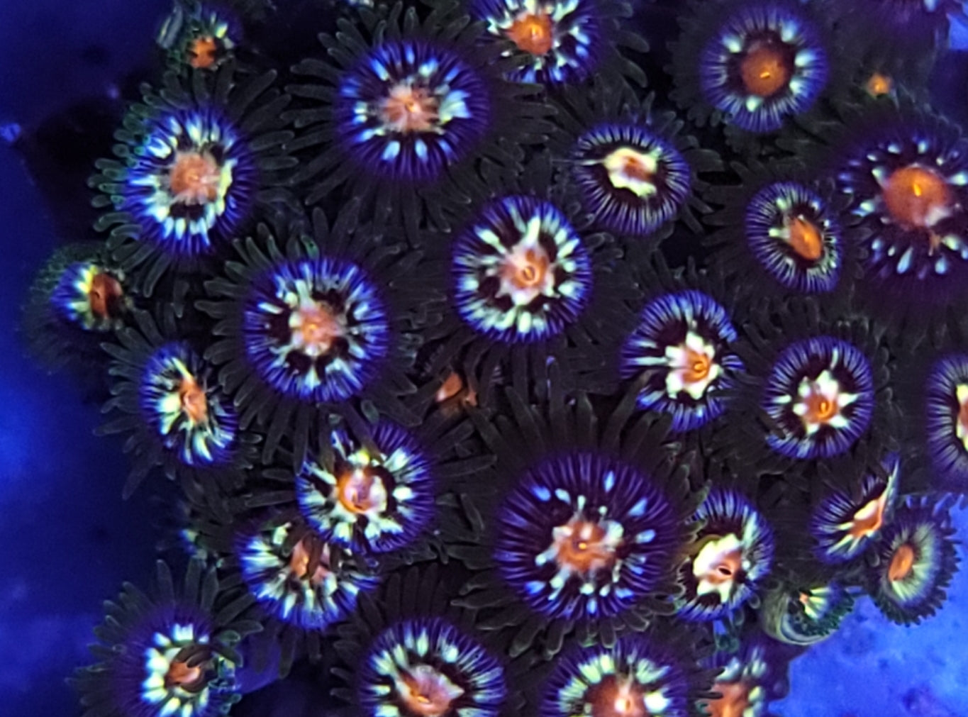 Daisy Cutter Zoa