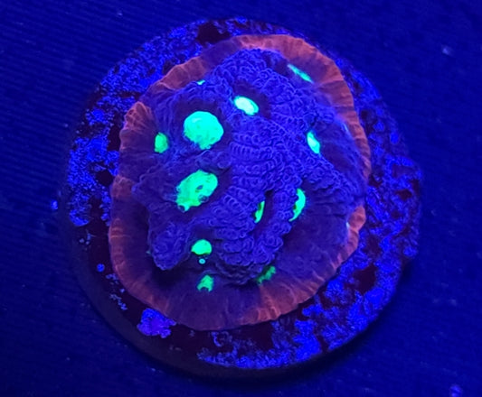 Red Rimmed War Coral Favia