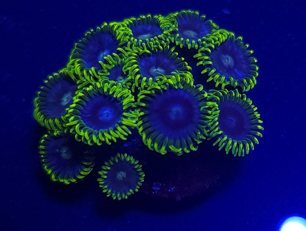 Corona zoa