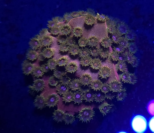 Copper Cyphastrea
